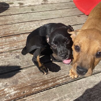 Lab x Huntaway gorgeous pups for sale. 