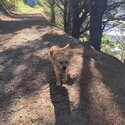 2 year old male Golden Retriever