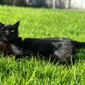 Rosa - Black Domestic Shorthair - Female - Desexed