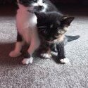 Kittens free. One month old now ready for new home mid February. -1