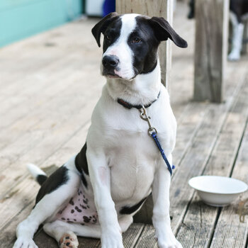 Mixed breed young dogs