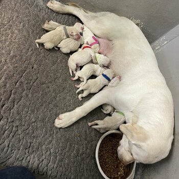 Labrador puppies for rehoming 