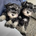 Miniature Schnauzer Puppies -0