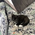 Kittens for re homing-2