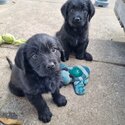 Labradoodle puppies -2