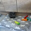 Free adoption baby Russian blue-1