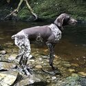 German Shorthaird Points Puppys -0