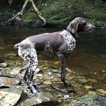 German Shorthaird Points Puppys 