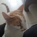 Lost cat needs new home-4
