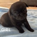 Gorgeous 3/4 Pug x -0