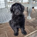 Labradoodle puppies -3