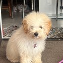 Poochon Girl Puppy-4