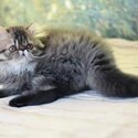 Adorable persian kittens