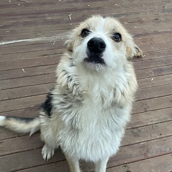 Border Collie Mix