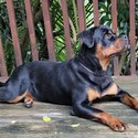 Female Registered Pedigree Rottweiler