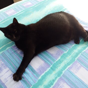 Cat, pure black Burmese