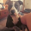 Pure bred blue American Staffordshire pups-4