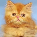 Adorable persian kittens