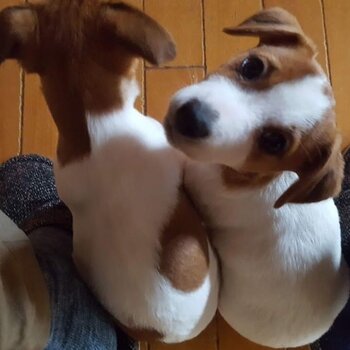 Jack Russell puppies 