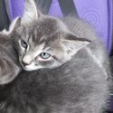 Kittens free. One month old now ready for new home mid February. -5