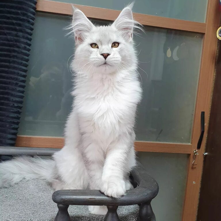 Mainecoons