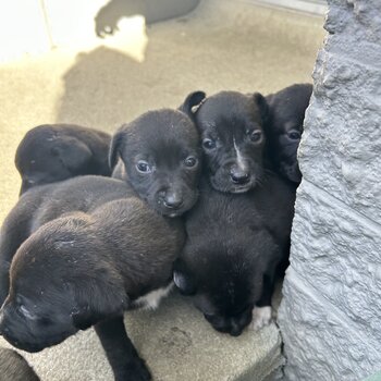 black lab x pups looking for homes 
