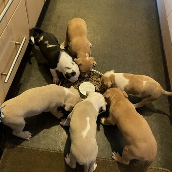 Purebred American Amstaffies/American Staffordshire bull terrier puppies