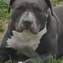 Pure bred blue American Staffordshire pups-0