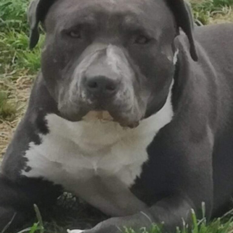 Pure bred blue American Staffordshire pups