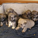 Schnau-Tzu Puppies -1