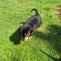 Labrador X springer spaniel puppies -1