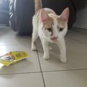 Lost cat needs new home-1