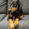 Doberman puppy-3