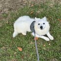 2 Month Old Purebreed Japanese Spitz-4