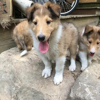 Adorable border collie puppies for adoption