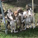 8 of the cutiest Mastiff staffy x pups needing forever home -2