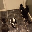 5 kittens for free-3