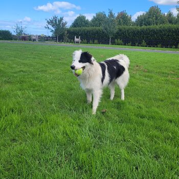 PUREBRED Border Collie 