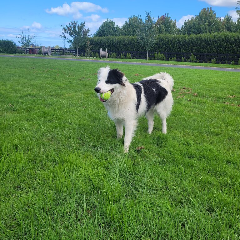 PUREBRED Border Collie 