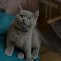British Shorthair Kittens  available vaccinated -2