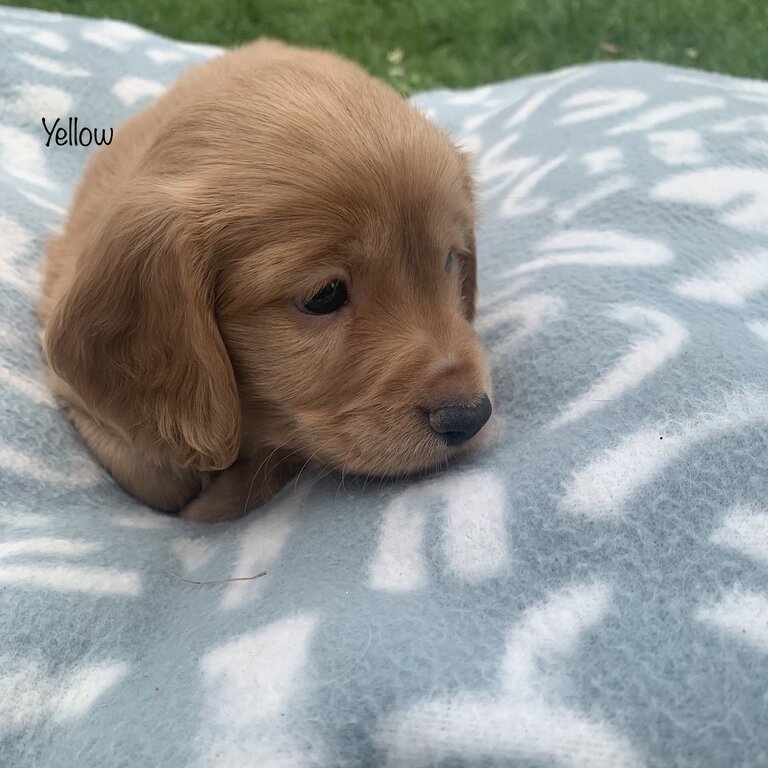 Cavoodle puppies 
