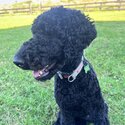 Beautiful Pure Bred Standard Poodles-5