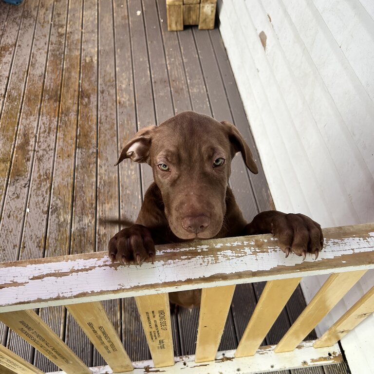 Male Pup -3months old [StaffyxHuntawayxHusky]