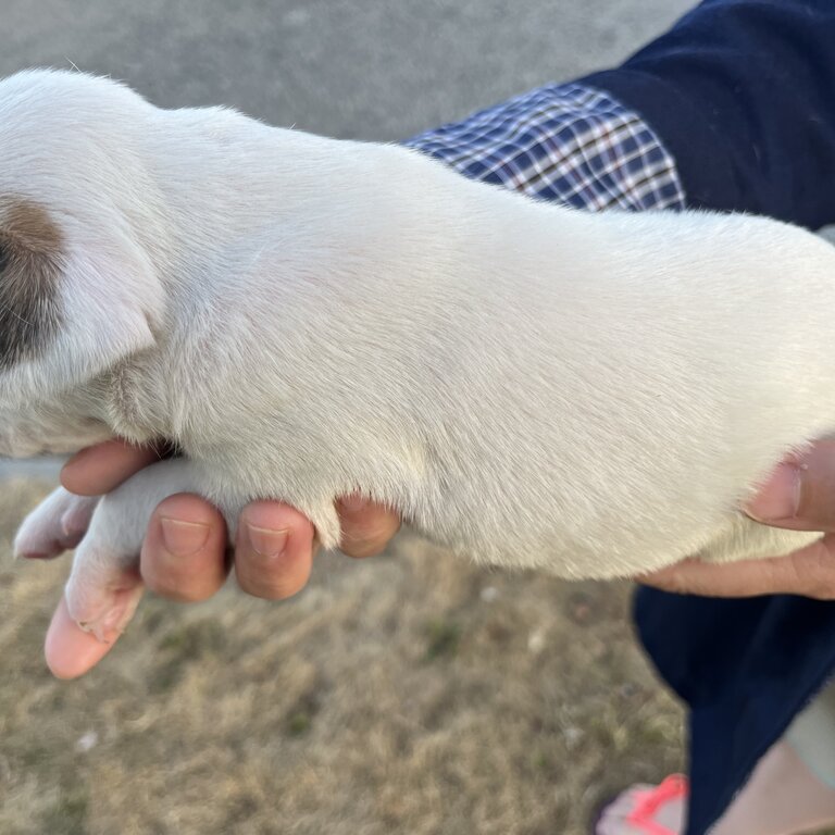 American Bulldog Puppies 