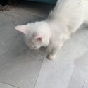 Ragdoll female kitten-3