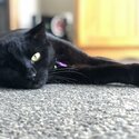 Rosa - Black Domestic Shorthair - Female - Desexed