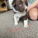 4 border collie x kelpie, plus one kelpie x Kelpie-5