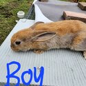 Minilop rabbits 