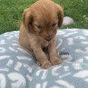 Cavoodle puppies -2