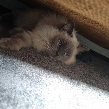 Beautiful female ragdoll 